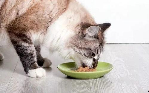 娱乐吃瓜酱找猫,猫咪界的“网红”诞生记 第3张 娱乐吃瓜酱找猫,猫咪界的“网红”诞生记 第3张
